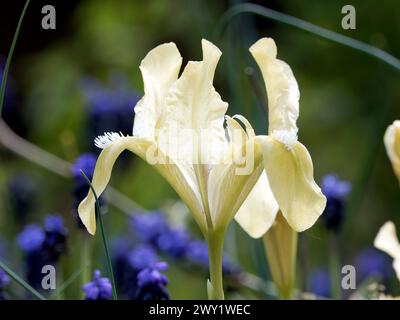 Iris pygmée, iris nain, Zwerg-Schwertlilie, Iris nain, Iris pumila, apró nőszirom, Hongrie, Magyarország, Europe Banque D'Images