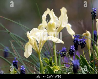 Iris pygmée, iris nain, Zwerg-Schwertlilie, Iris nain, Iris pumila, apró nőszirom, Hongrie, Magyarország, Europe Banque D'Images