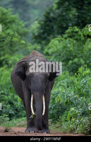 Un éléphant d'Asie mâle au parc national de Nagarhole, en Inde Banque D'Images