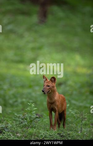 Un Dhole ou chien sauvage asiatique au parc national de Nagarhole, en Inde Banque D'Images