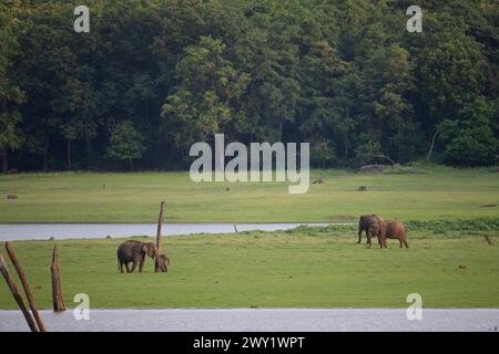 Éléphants indiens sur les rives de la rivière Kabini Banque D'Images