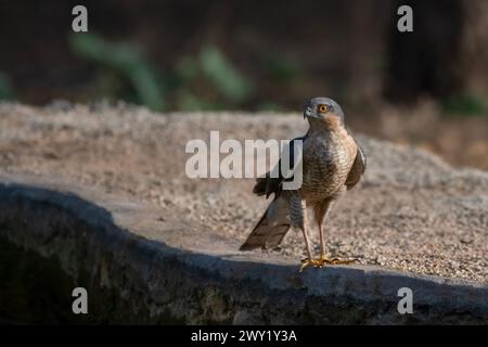 le sparrowhawk eurasien (Accipiter nisus), également connu sous le nom de sparrowhawk du nord ou simplement de sparrowhawk, observé dans la réserve du léopard de Jhalana dans le Rajas Banque D'Images