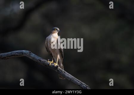 le sparrowhawk eurasien (Accipiter nisus), également connu sous le nom de sparrowhawk du nord ou simplement de sparrowhawk, observé dans la réserve du léopard de Jhalana dans le Rajas Banque D'Images