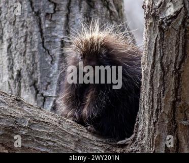 Porcupine nord-américaine, Erethizon dorsatum, assis sur une grande branche d'arbre regardant la récolte carrée de la caméra Banque D'Images