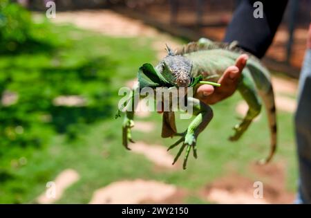 Une photo en gros plan d'un iguane vert vif perché avec satisfaction sur la main d'un homme, savourant une friandise fraîche et feuillue Banque D'Images