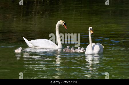 Famille Swan - Mute Swan (Cygnus olor) couple avec cinq jeunes nageant sur l'eau Banque D'Images