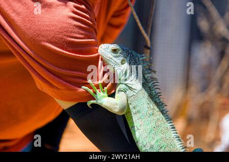 Une photo en gros plan d'un iguane vert perché calmement dans les mains d'un homme Banque D'Images