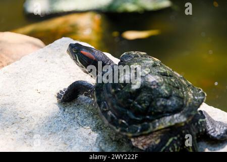 Portrait détaillé d'une tortue coulissante aux oreilles rouges, mettant en valeur une coquille non uniforme formée Banque D'Images