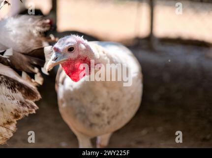 Une belle photo en gros plan d'une dinde blanche dans une ferme, avec un fond flou mettant en valeur ses plumes moelleuses et ses yeux brillants Banque D'Images