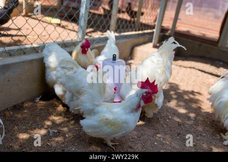 Un coq blanc avec un peigne rouge et des wattons se tient à l'intérieur d'une cage métallique Banque D'Images