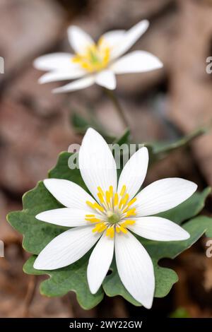 Fleur de bloodroot (Sanguinaria canadensis) - forêt nationale de Pisgah, Brevard, Caroline du Nord, États-Unis [faible profondeur de champ] Banque D'Images