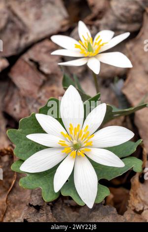 Fleur de bloodroot (Sanguinaria canadensis) - forêt nationale de Pisgah, Brevard, Caroline du Nord, États-Unis Banque D'Images