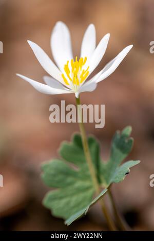 Fleur de bloodroot (Sanguinaria canadensis) - forêt nationale de Pisgah, Brevard, Caroline du Nord, États-Unis [faible profondeur de champ] Banque D'Images