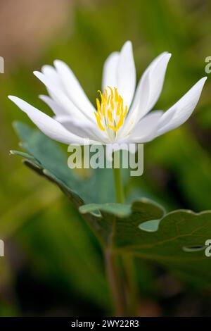 Fleur de bloodroot (Sanguinaria canadensis) - forêt nationale de Pisgah, Brevard, Caroline du Nord, États-Unis [faible profondeur de champ] Banque D'Images