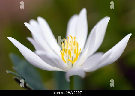 Fleur de bloodroot (Sanguinaria canadensis) - forêt nationale de Pisgah, Brevard, Caroline du Nord, États-Unis [faible profondeur de champ] Banque D'Images