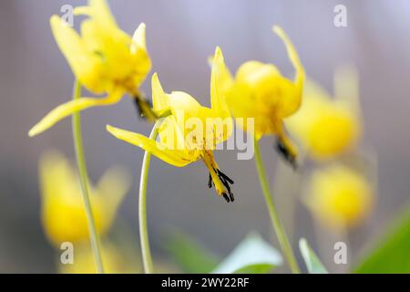 Gros plan de lis à la truite (Erythronium umbilicatum) - forêt nationale de Pisgah, Brevard, Caroline du Nord, États-Unis [faible profondeur de champ] Banque D'Images