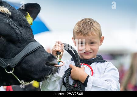 Exposition de bovins de boucherie au Westmorland County Show près de Kendal, Cumbria, septembre 2022 Banque D'Images