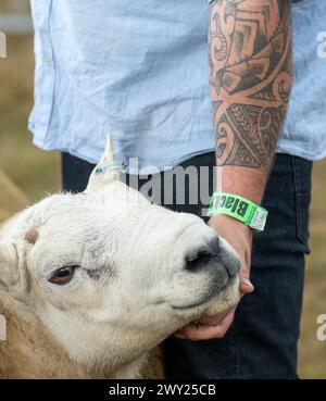 Jugeant les moutons Cheviot du Nord du pays lors de leur exposition nationale tenue au Black Isle Show, Écosse, 2022. Banque D'Images