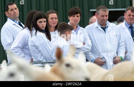 Jugeant les moutons Cheviot du Nord du pays lors de leur exposition nationale tenue au Black Isle Show, Écosse, 2022. Banque D'Images