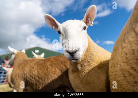 Jugeant les moutons Cheviot du Nord du pays lors de leur exposition nationale tenue au Black Isle Show, Écosse, 2022. Banque D'Images