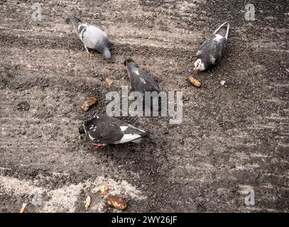 Les pigeons s'amusent sur des morceaux de falafels tombés à New York le samedi 30 mars 2024. (© Richard B. Levine) Banque D'Images