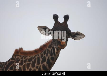 Girafe curieuse Banque D'Images