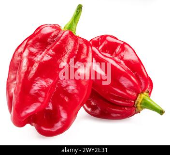 Poivrons habanero rouges isolés sur fond blanc. Banque D'Images
