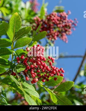 Grains de poivre rose frais sur la branche de poivron péruvien. Ciel bleu en arrière-plan. Banque D'Images