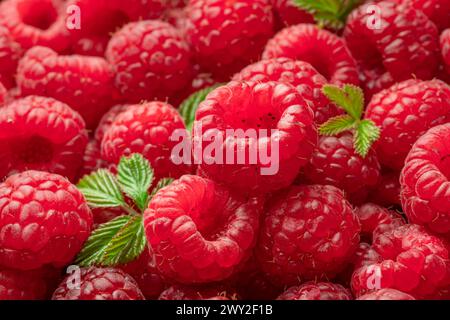 Framboises mûres rouges fraîches. Fond de framboises. Banque D'Images
