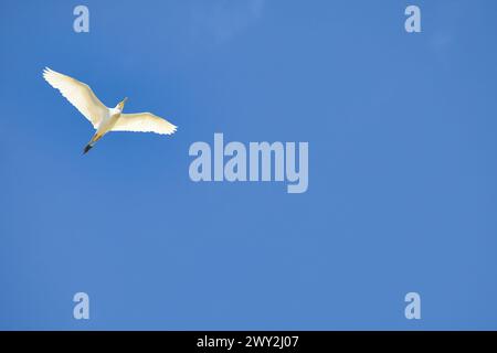 Vol majestueux au-dessus d'une aigrette de bétail avec des ailes déployées. Banque D'Images