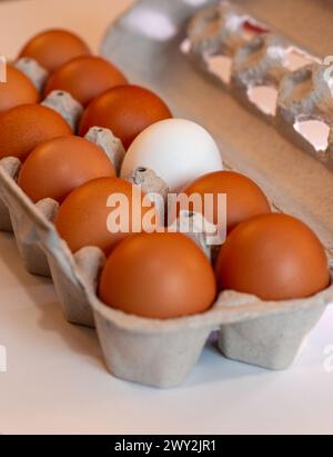 Nature morte d'une douzaine d'oeufs bruns dans un carton avec un oeuf blanc, 2024, USA Banque D'Images