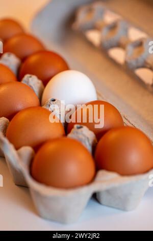 Nature morte d'une douzaine d'oeufs bruns dans un carton avec un oeuf blanc, 2024, USA Banque D'Images