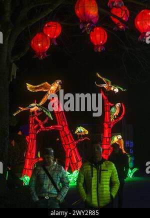 Kleve Tiergarten - Chine-lumières Lichtershow Kleve Tiergarten - Chine-lumières Lichtershow, Kleve Nordrhein Westfalen Allemagne *** Kleve Tiergarten Chine lumières Lichtershow Kleve Tiergarten Chine lumières Lichtershow, Kleve Nordrhein Westfalen Allemagne Banque D'Images