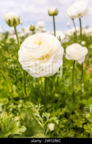 Amandine Snowflake Ranunculus. Fleur Aviv plante blanche avec des feuilles vertes, ciel bleu sur fond. Champ de fleurs. Plan vertical. Jardinage, paysage Banque D'Images