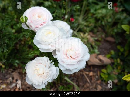 Amandine Snowflake Ranunculus. Fleur Aviv plante blanche avec des feuilles vertes, ciel bleu sur fond. Champ de fleurs. Plan horizontal. Jardinage Banque D'Images