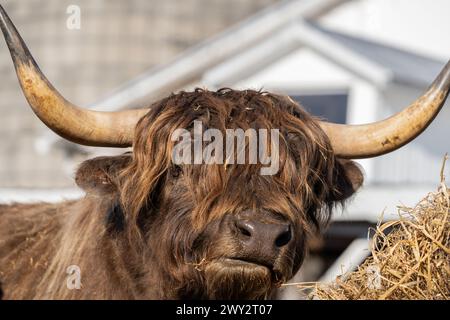 Gros plan de bovins Highland mangeant du foin dans une ferme dans le comté de Lancaster, Pennsylvanie Banque D'Images