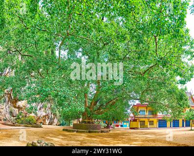 L'arbre Bodhi vert répandu dans la grotte du temple de la grotte de Wat Suwan Kuha, Phang Nga, Thaïlande Banque D'Images