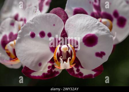 Fleurs d'orchidée blanches, violettes et jaunes, Phalaenopsis Banque D'Images