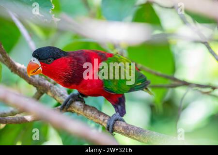 Le lorius hypoinochrous (Lorius hypoinochrous) est une espèce de perroquet de la famille des Psittaculidae. Il est endémique de Papouasie-Nouvelle-Guinée. Banque D'Images