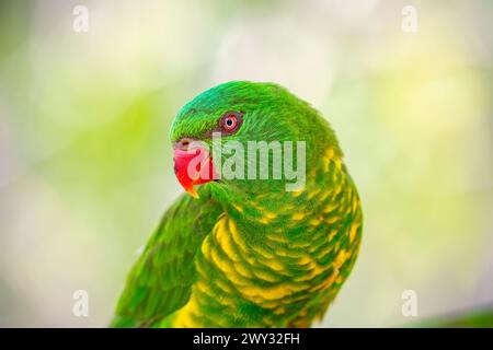 Le lorikeet écailleux (Trichoglossus chlorolepidotus) est un lorikeet australien trouvé dans les bois de l'est de l'Australie. Banque D'Images