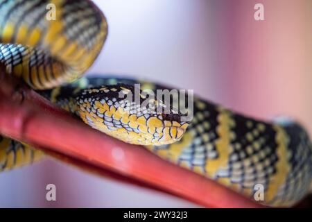 Vipère à fosse de Wagler (Tropidolaemus wagleri) dans le temple du nuage d'Azur à Penang Malaisie. C'est une espèce de serpent venimeux Banque D'Images