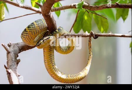 Vipère à fosse de Wagler (Tropidolaemus wagleri) dans le temple du nuage d'Azur à Penang Malaisie. C'est une espèce de serpent venimeux Banque D'Images