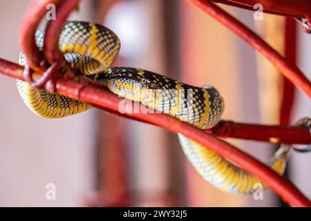 Vipère à fosse de Wagler (Tropidolaemus wagleri) dans le temple du nuage d'Azur à Penang Malaisie. C'est une espèce de serpent venimeux Banque D'Images