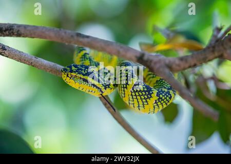 Vipère à fosse de Wagler (Tropidolaemus wagleri) dans le temple du nuage d'Azur à Penang Malaisie. C'est une espèce de serpent venimeux Banque D'Images