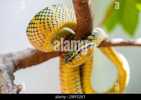 Vipère à fosse de Wagler (Tropidolaemus wagleri) dans le temple du nuage d'Azur à Penang Malaisie. C'est une espèce de serpent venimeux Banque D'Images