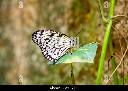 La nymphe blanche papillon (idée leuconoe) à Entopia penang Malaisie, est un papillon connu surtout pour sa présence dans les maisons de papillons Banque D'Images