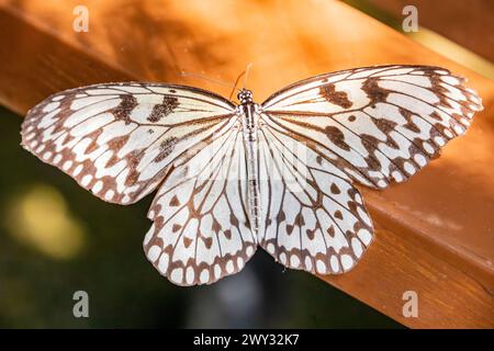 La nymphe blanche papillon (idée leuconoe) à Entopia penang Malaisie, est un papillon connu surtout pour sa présence dans les maisons de papillons Banque D'Images