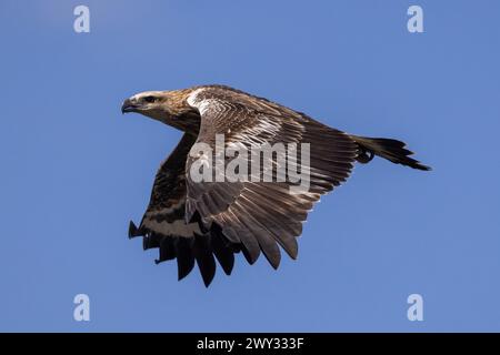 Jeune aigle marin à ventre blanc en vol Banque D'Images