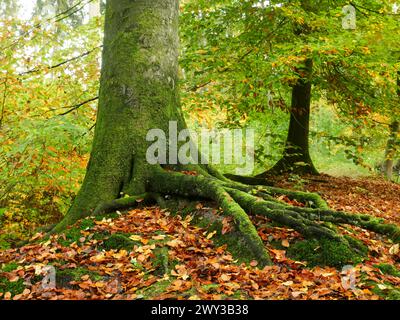 Hêtre commun (Fagus sylvatica), les racines se forment dans le sol et donnent à l'arbre un pied sûr, Rhénanie du Nord-Westphalie, Allemagne Banque D'Images