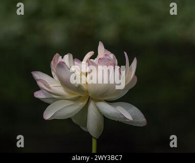 Lotus sacré (Nelumbo nucifera), jardins botaniques de Meadowlark, Virginie Banque D'Images